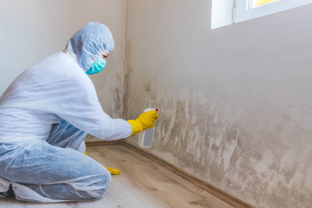 Licensed Mold Removal service in Stevensburg, VA - WQB Mold Removal